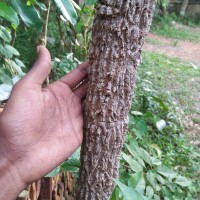 Chukrasia tabularis A.Juss.
